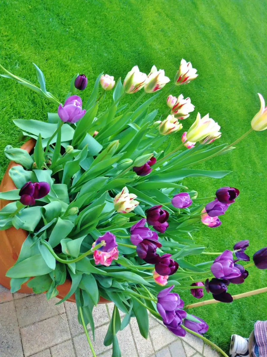 オランダ大使公邸を見学 咲き乱れるチューリップ 13日 14 オランダ大使公邸を見学 咲き乱れるチューリップ 13日 2013年4月13日