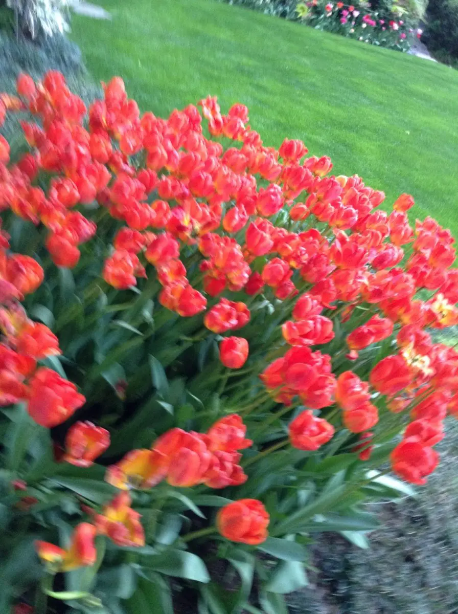 オランダ大使公邸を見学 咲き乱れるチューリップ 13日 9 オランダ大使公邸を見学 咲き乱れるチューリップ 13日 2013年4月13日