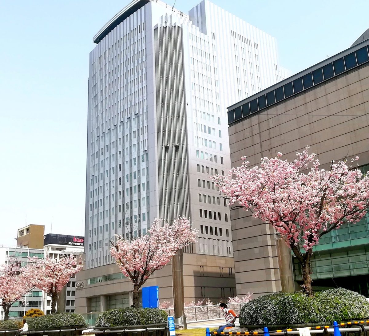 愛知芸術文化センター前の満開の桜