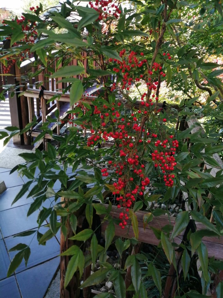赤い実のついたナンテン（南天）  丈山苑