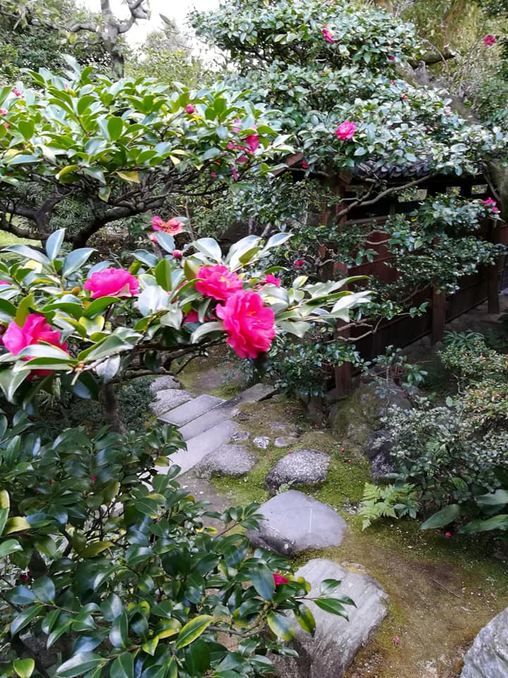 山茶花・椿の花