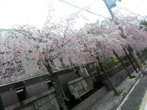 京都の枝垂桜 2015年4月