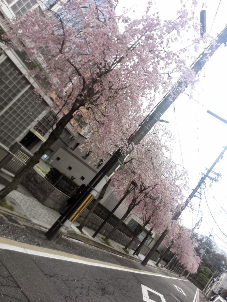 京都の枝垂桜 2015年4月
