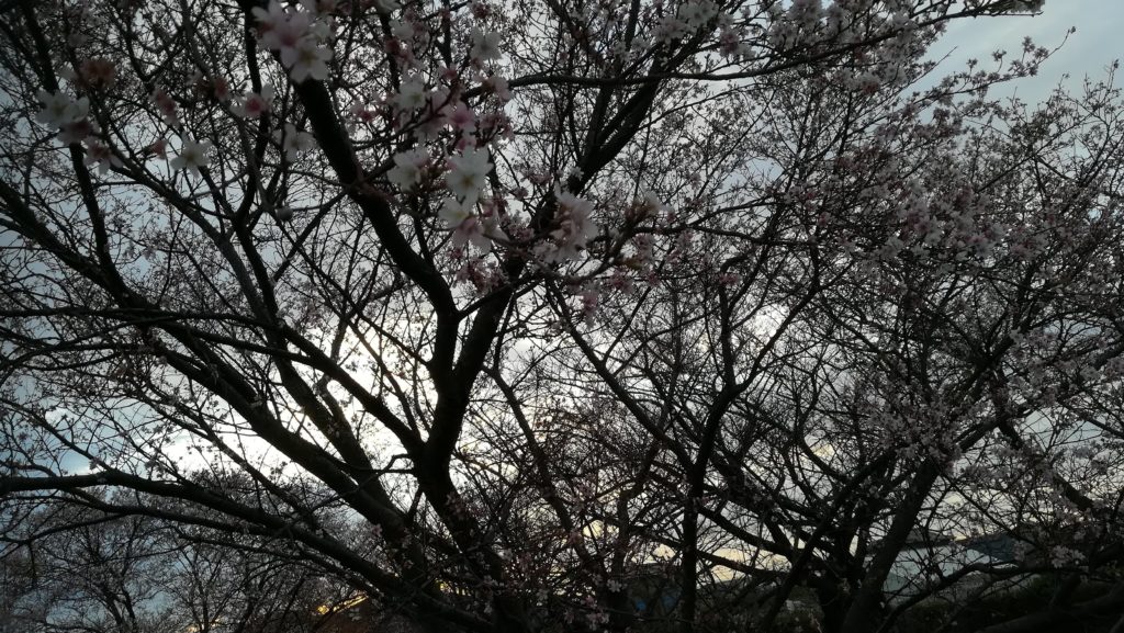 満開 安城市篠目明治用水の四季桜は十一月に