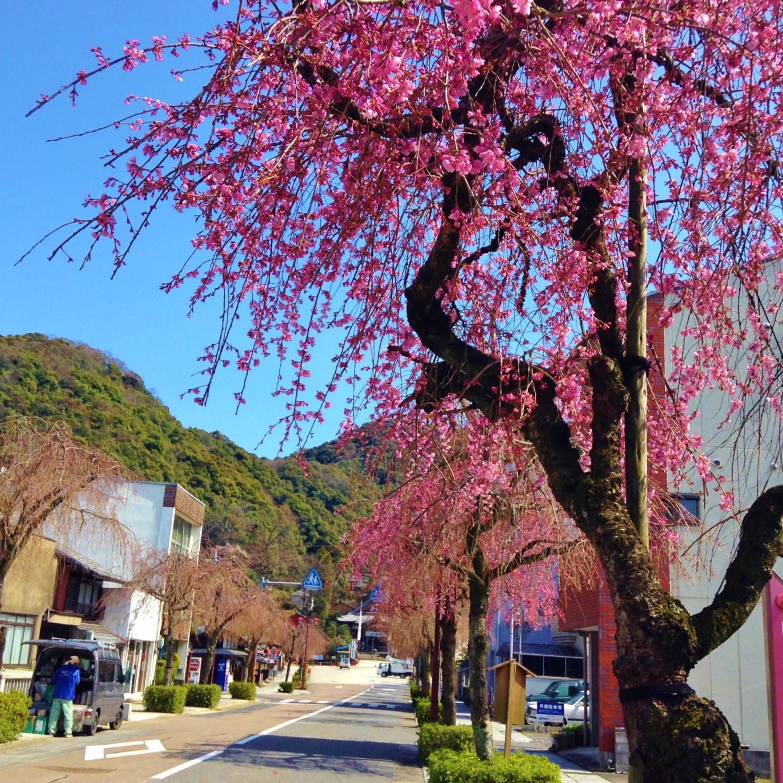 伊奈波神社前のしだれ梅が満開 22日
