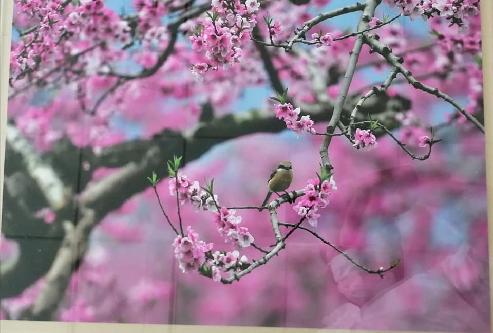 高円宮妃久子殿下の写真展 「遊風の鳥たち」、