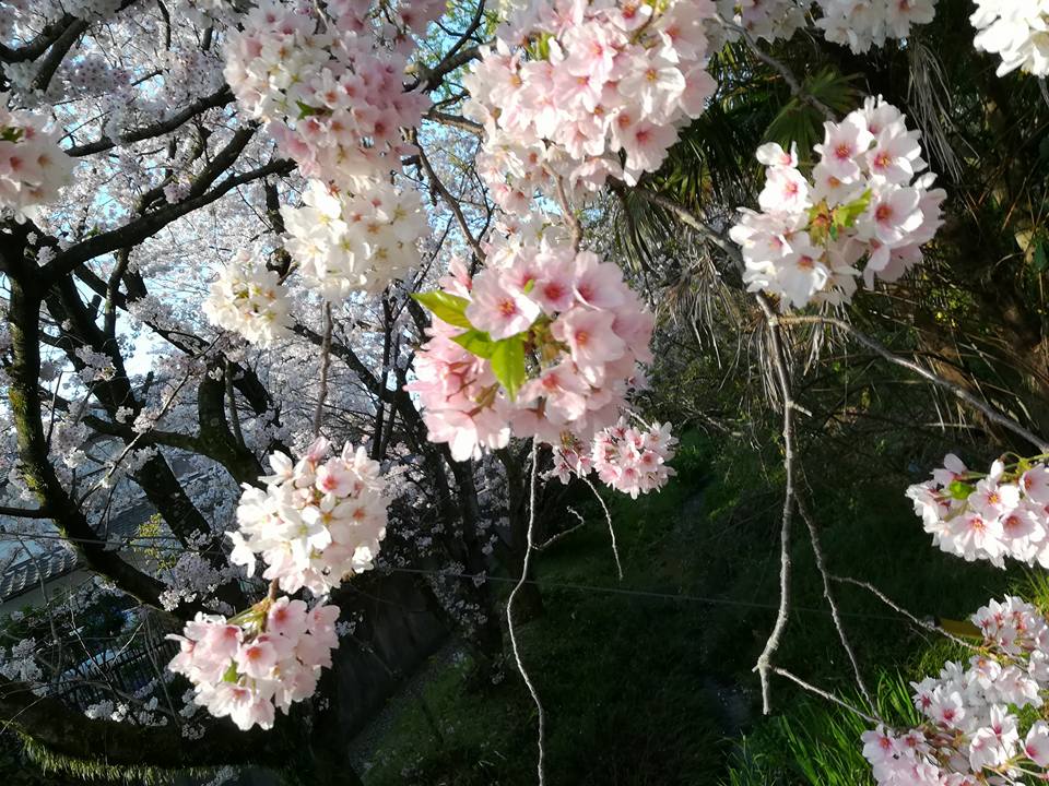 源兵衛川の満開の桜 2017年4月15
