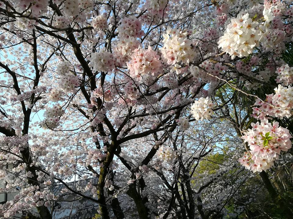 源兵衛川の満開の桜 2017年4月15