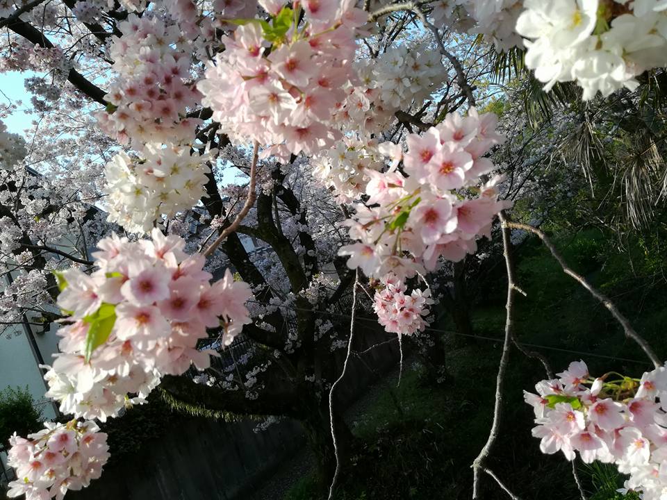 源兵衛川の満開の桜