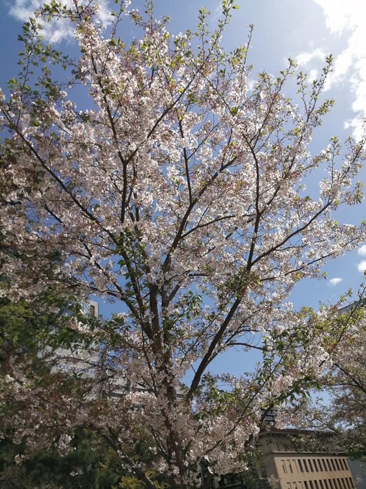 桜花に富士図 葛飾北斎 4月の静岡