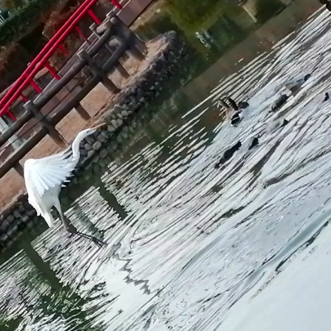 安城公園の池ではシラサギ