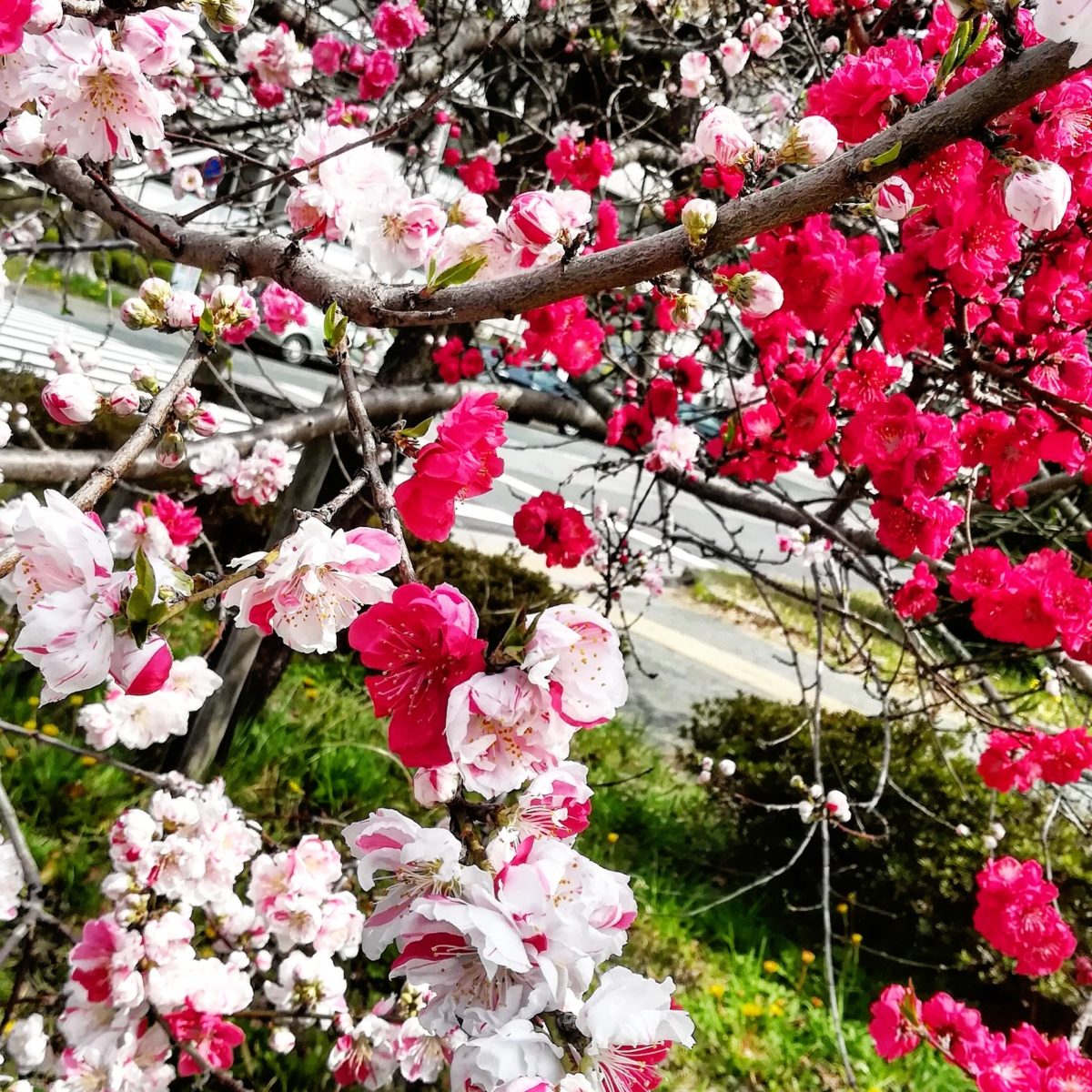 名古屋の桜 2019