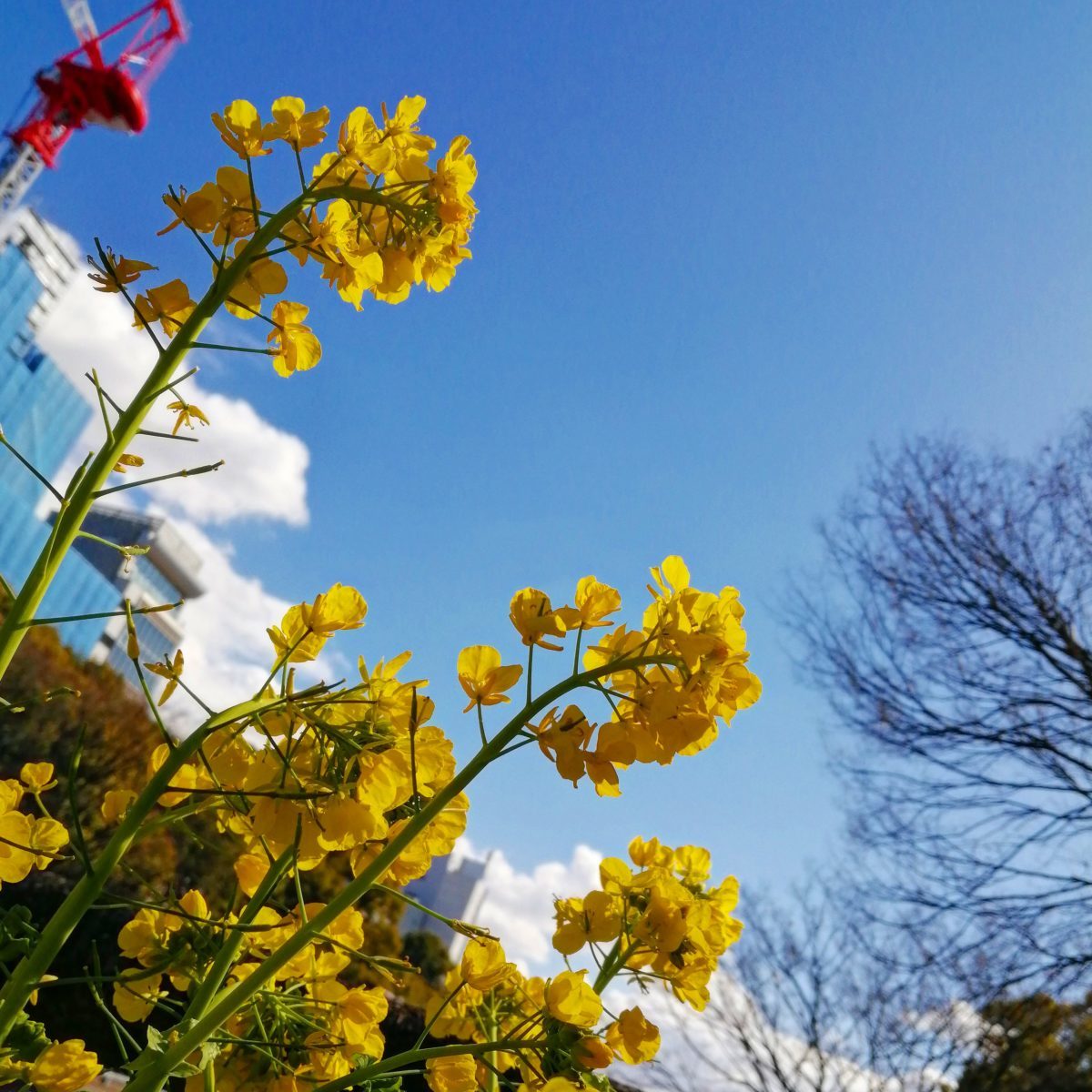 青空の中の名の花 ウクライナに平和を! 名古屋の久屋広場で3月6日