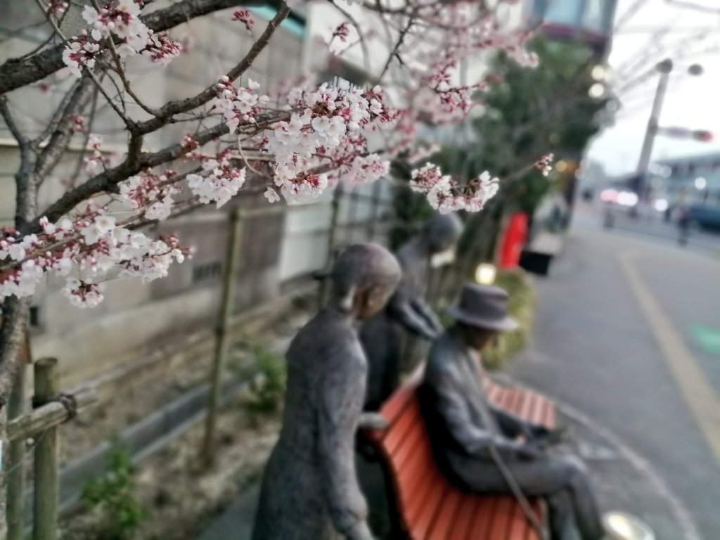 安城市内でも桜が開花。新美南吉 と 女学生 2人 の像 「南吉語らいの椅子 」 安城　2022年3月21日 春分の日　安城でも桜