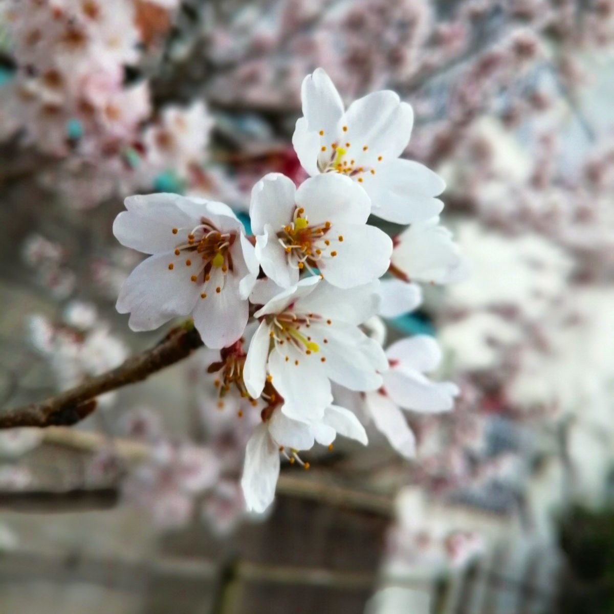 ごんの生まれ変わりの桜の花 2022年3月25日 安城市御幸本町8番11号