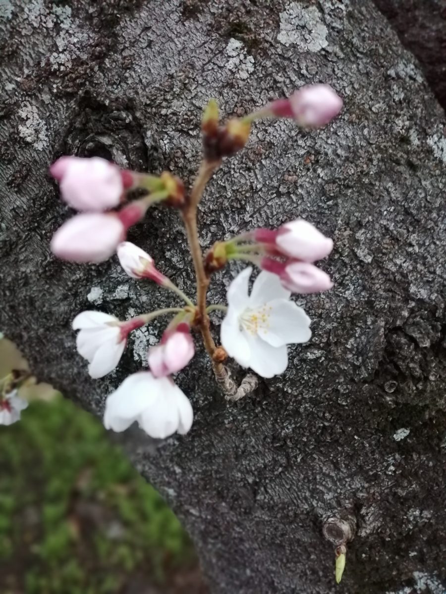 桜の花  2022年3月25日 安城市御幸本町8番11号