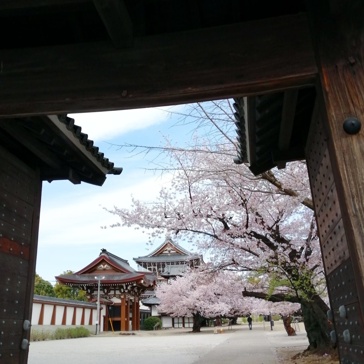 名古屋別院の桜