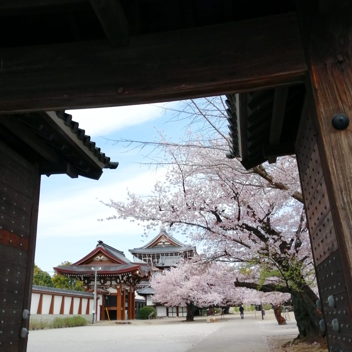 4月1日の名古屋東別院の桜の画像