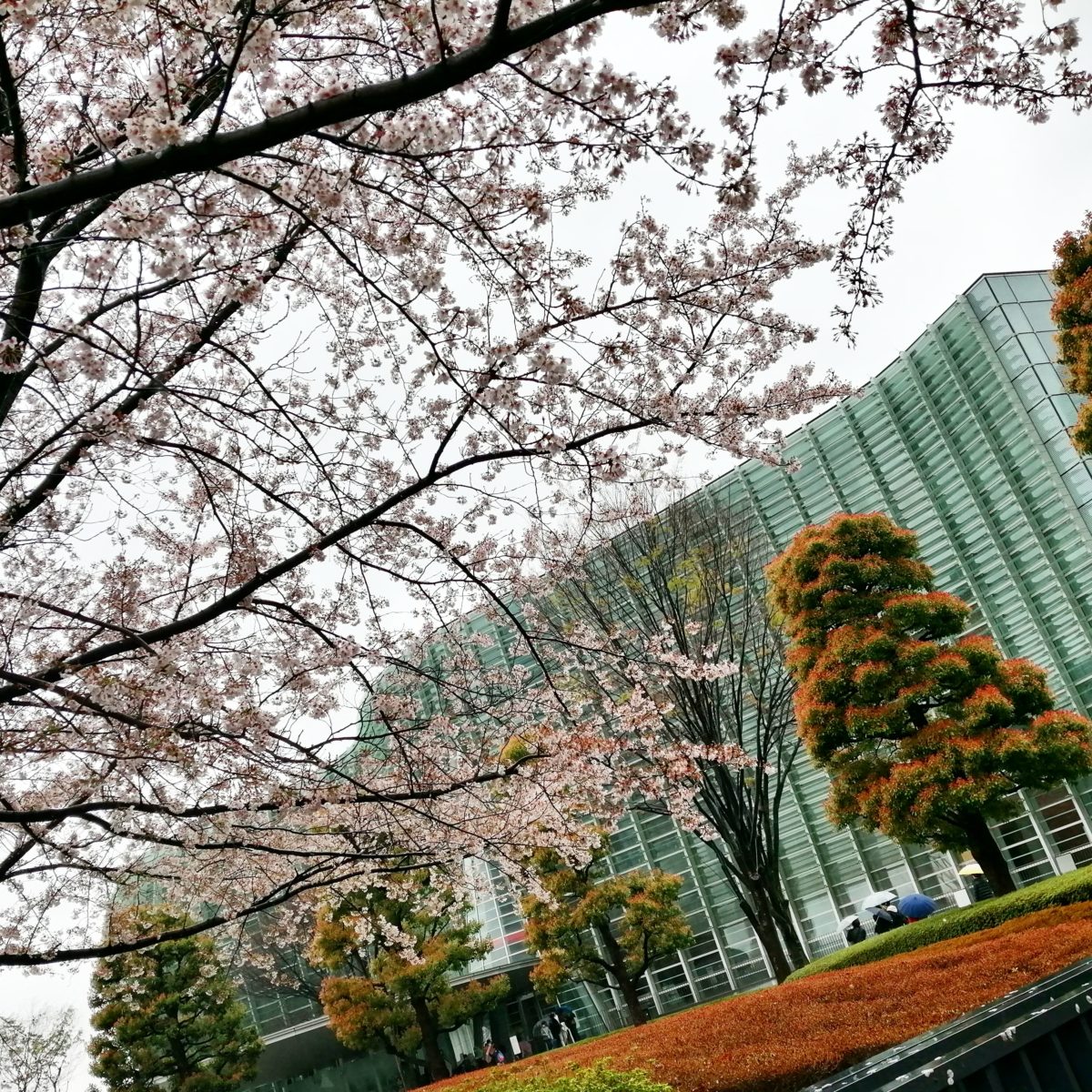 桜の咲く国立新美術館　 2022年4月4日