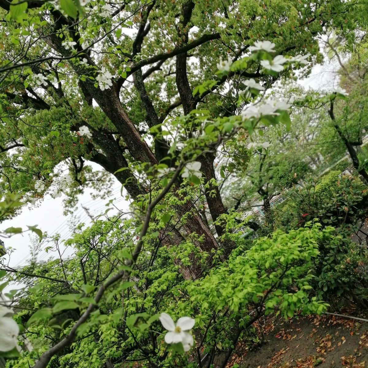 花水木の白い花