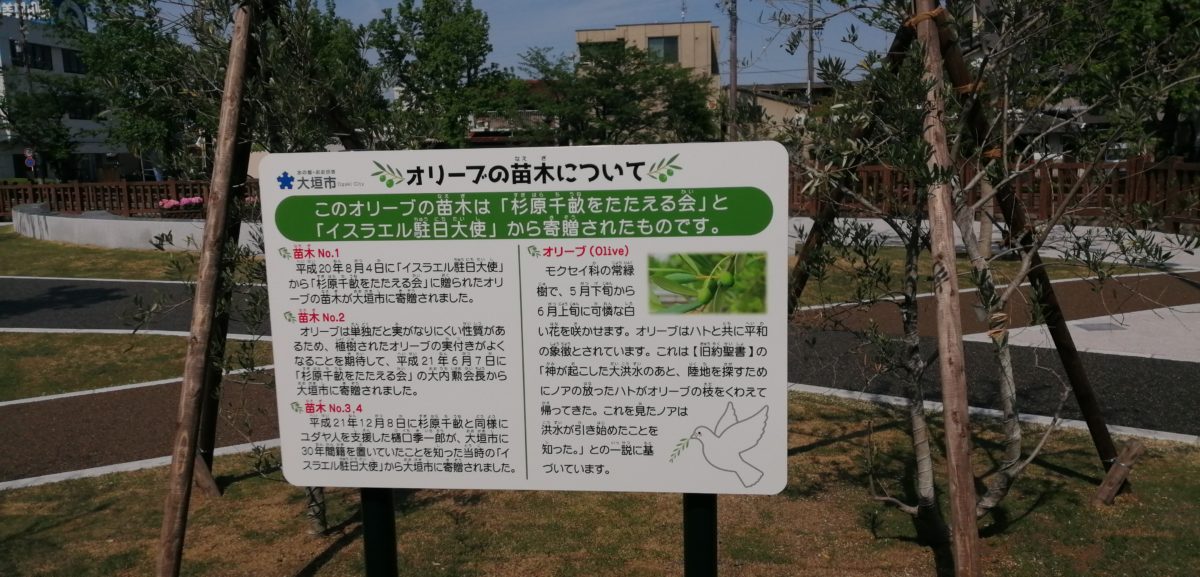 大垣市役所 丸の内公園 オリーブについての説明パネルの画像