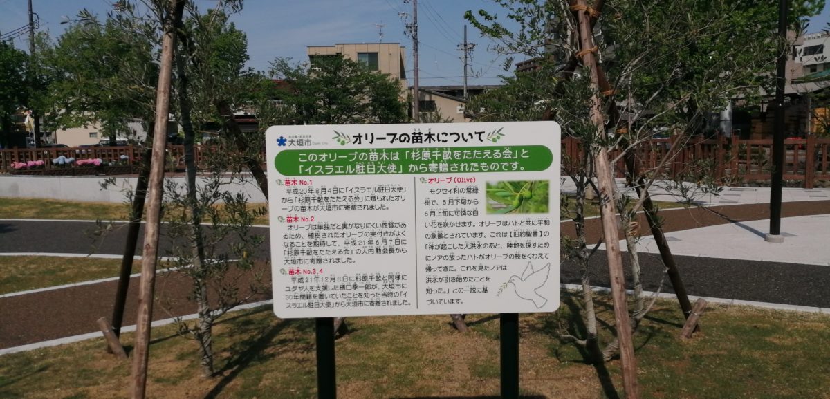 大垣市役所 丸の内公園 オリーブについての説明パネルの画像