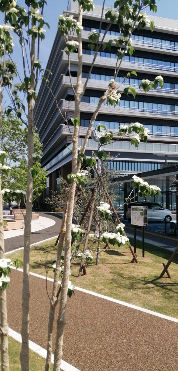 花水木とイスラエル大使から寄贈されたオリーブの樹 大垣市役所丸の内公園