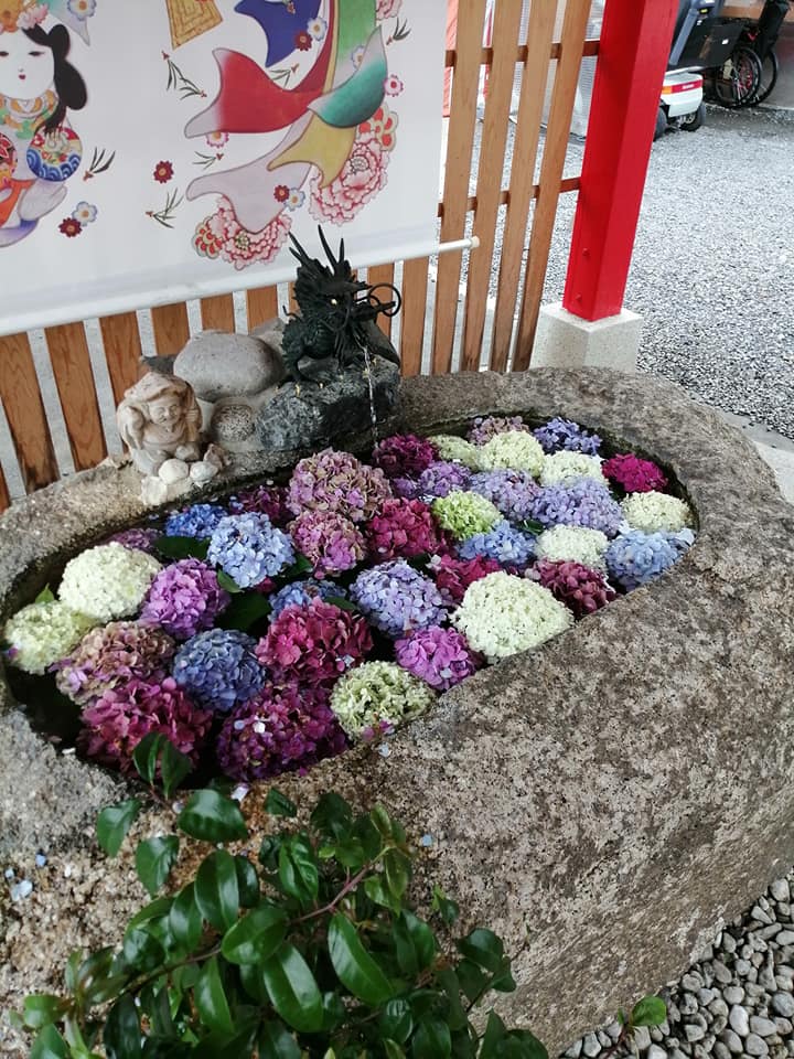 紫陽花の花が浮かんだ花手水 別小江神社 夏越の大祓