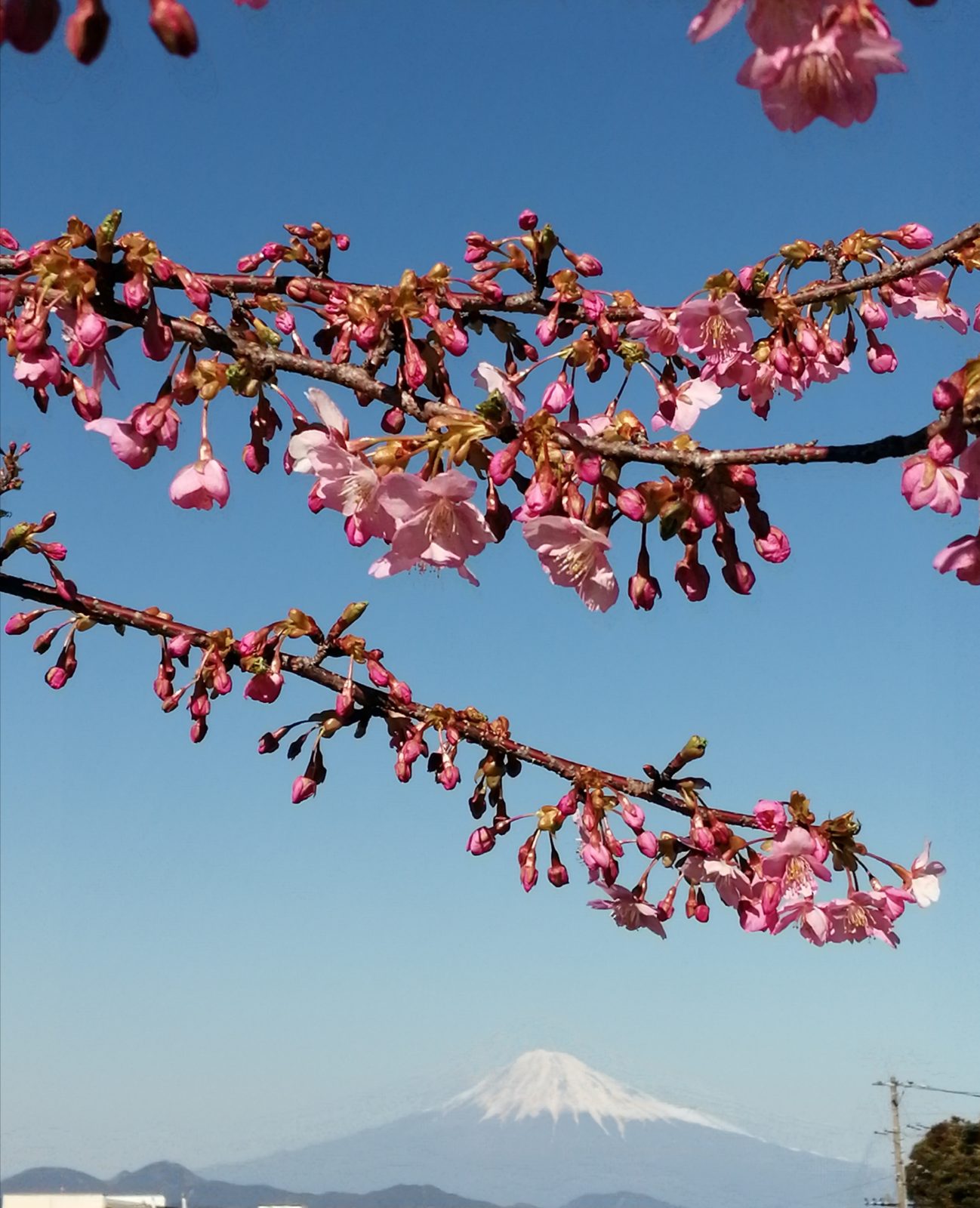 久能山東照宮・日本平山頂から眺める桜と富士山 2月27日の感動の瞬間 2023年2月27日