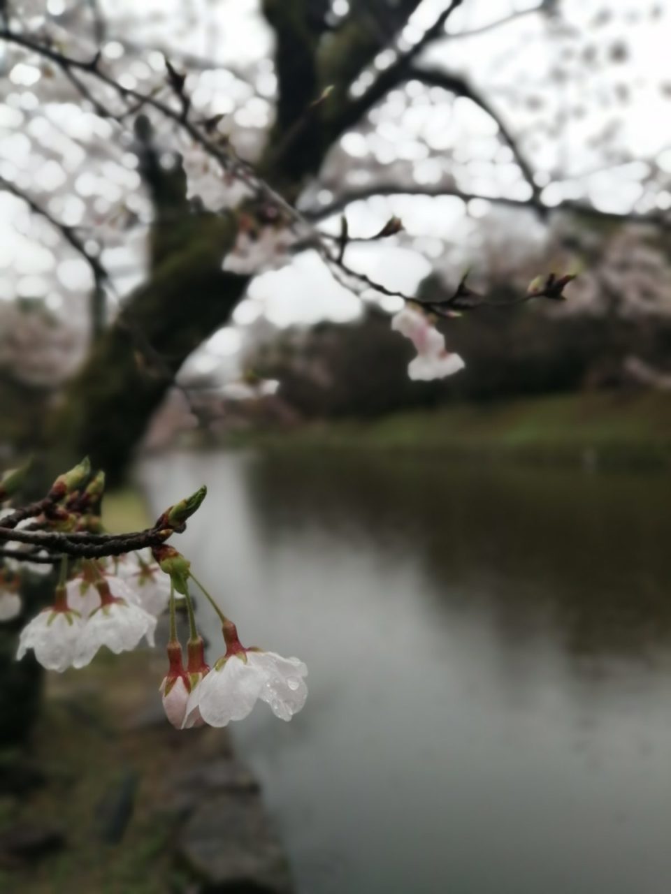 桜とお堀
