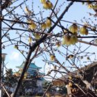蝋梅の花とお城　名古屋城　 2014年1月26日
