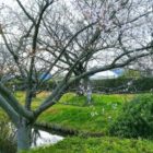 篠目明治用水の流れる安城市篠目では11月に 四季桜が満開に なります 。