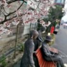 安城市内でも桜が開花。新美南吉 と 女学生 2人 の像 「南吉語らいの椅子 」 安城　2022年3月21日 春分の日　安城でも桜
